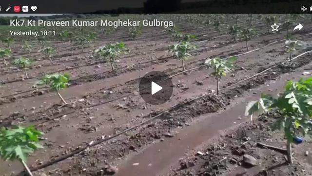 1194- KT 70-30 पपीता खेती 5x9 Papaya BFS Farming 9754838222 किसान पाठशाला Balram Kisan смотреть онлайн