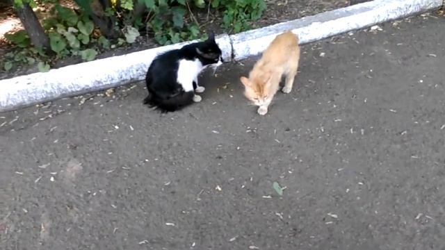 Орущие коты смотреть онлайн