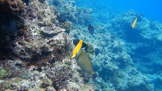 真栄田岬でシュノーケリング。フエヤッコダイだよ。 смотреть онлайн