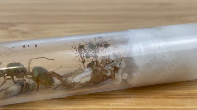 Our New Green Weaver Ant Colony! смотреть онлайн