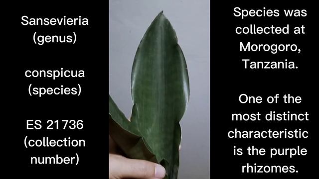 Sansevieria Conspicua (Species Episode 26)