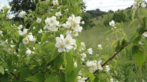 Любимые песни 60-70 часть III