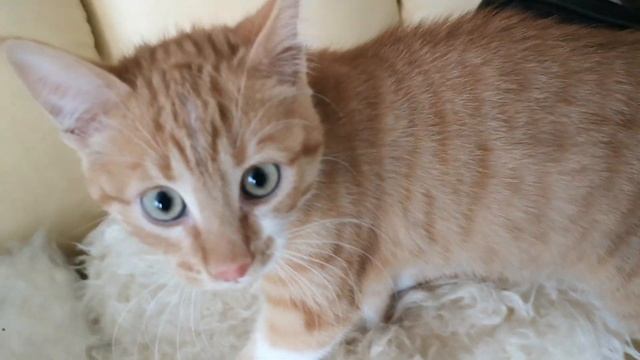 Котёнок "СЕНЯ" и первое знакомство с нами смотреть онлайн