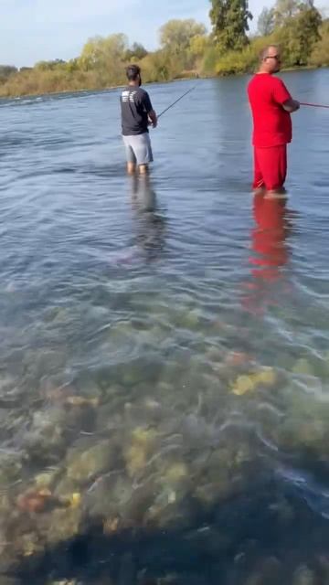 MONSTER SALMON RELEASE 🤯🔥#fish#gishing#salmon#shorts#youtubeshorts#short#shortvideo#youtube#yt смотреть онлайн