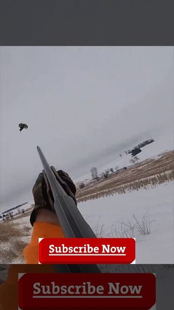 YELLOW LAB POINTS #shorts @GetTheGaffOutdoors смотреть онлайн