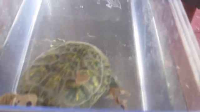 ТОЛСТИЧЁК УБИВАЕТ БАБОЧКУ смотреть онлайн