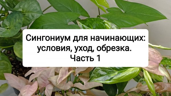 Сингониум для начинающих: условия, уход, обрезка. Часть 1
