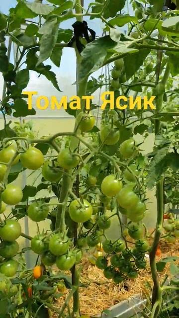томат Ясик F1 от агрофирмы Семко смотреть онлайн