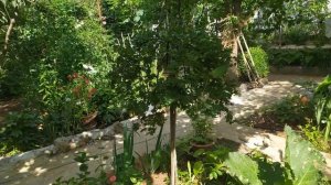 Крыжовник на штамбе