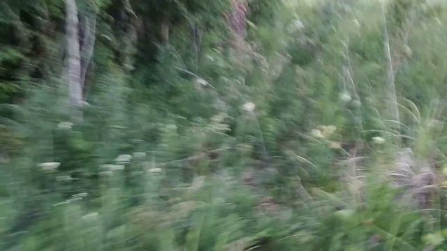 Первый бродячий рой в ловушке смотреть онлайн