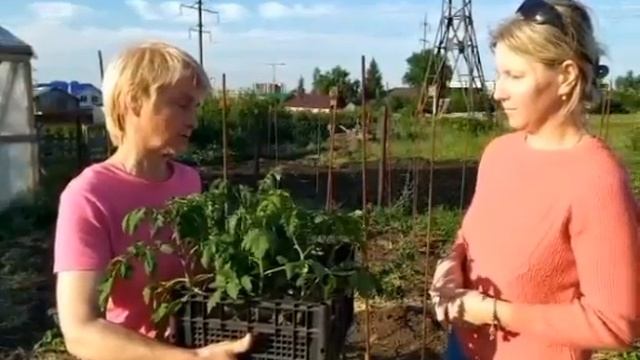 Помогаем спасти урожай! смотреть онлайн