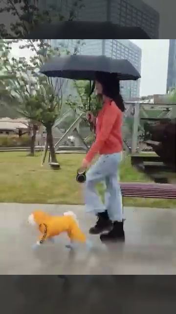 Светоотражающий дождевик с капюшоном для маленьких собак смотреть онлайн