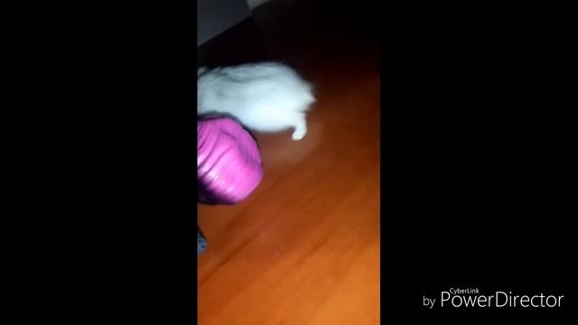 Мне купили хомяка?Мой хома смотреть онлайн
