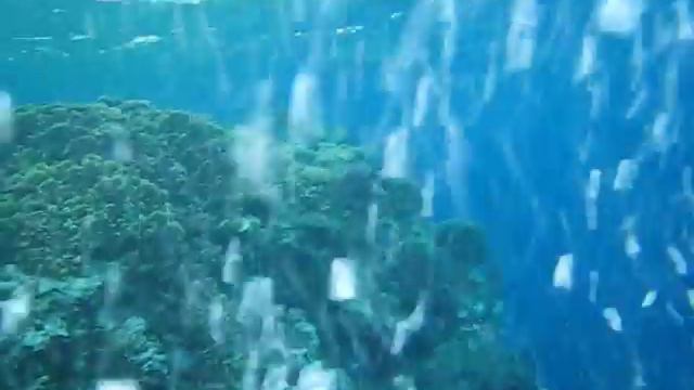 Oceanic Whitetip Shark Red Sea December 2010 смотреть онлайн