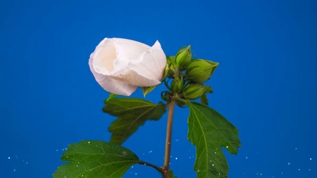 Beautiful Flowers Time Lapse смотреть онлайн