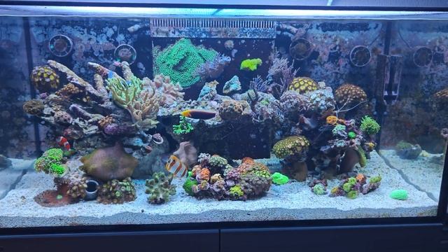 THE REEF LIFE is Back in Business! смотреть онлайн
