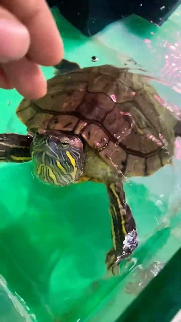 So nice 🐢 🐢#shorts #animals ##turtle смотреть онлайн