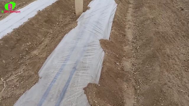 БАЛГАРИСКИЙ ЭКИШ ПАДПИЛЁНКА КАПЕЛНИЦАГА ХОСИЛДОРЛИГИ ЮКОРИ BALGARISKIYDAN YUQORI HOSIL OLISH