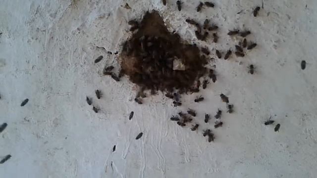 Bee смотреть онлайн