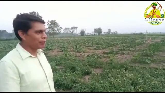 kalash seeds hybrid tomato KSP 1306 bahubali смотреть онлайн