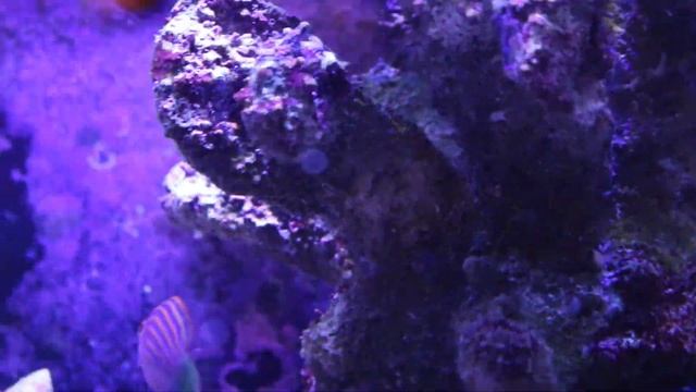SIX LINE WRASSE Reef Tank Pest Control! смотреть онлайн