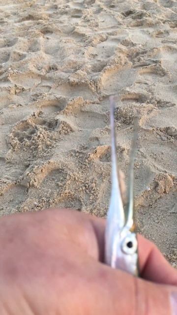 Сарган морской хищник смотреть онлайн