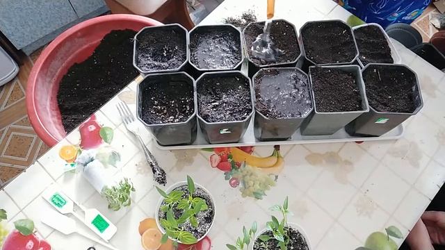 Пересадка перцев и баклажан смотреть онлайн