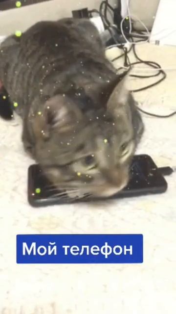 Кот - мой телефон #котхулиган #хватитснимать #catlove #люблюкотиков #смешныекоты смотреть онлайн