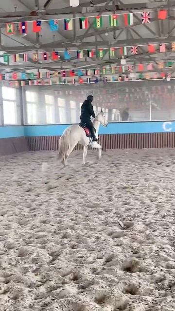Horse mating cute - Most breeding horse смотреть онлайн