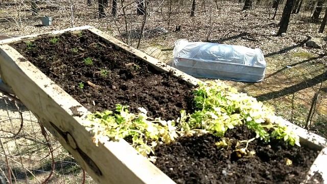 Chamomile and Echinacea in a "Balcony Box" March 22, 2019 смотреть онлайн