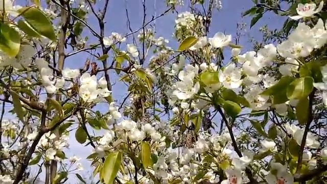 Natural pollination of cherries, bees, spring смотреть онлайн
