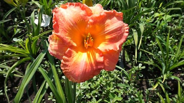 Лилейник GLADYS CAMPBEL 21.06.2015 смотреть онлайн