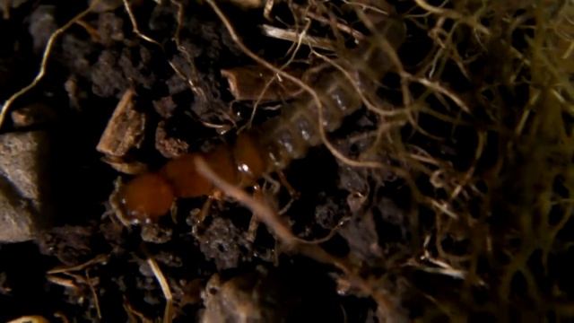 Centipede-like Insect