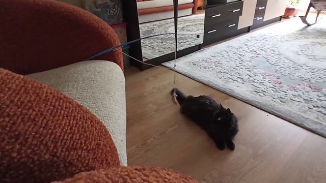 Кошки мышки смотреть онлайн