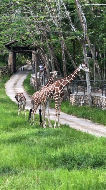 GIRAFFE 🦒#shorts #animals смотреть онлайн