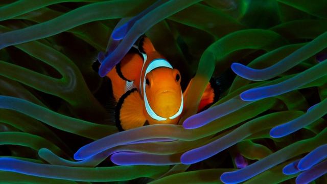 Top 5 Reef Safe Fish [4K]