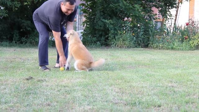 FANKO ZOLOTOE OBLAKO - male Akita Inu смотреть онлайн