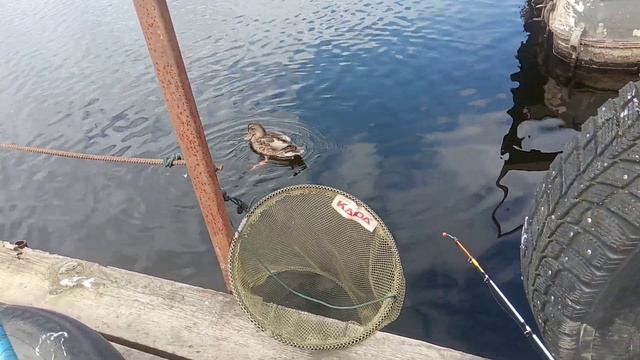 Утконос на рыбалке !