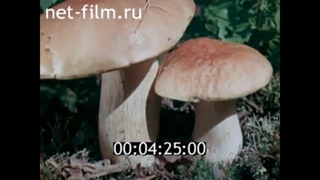 Урал. От весны до весны, 1975г смотреть онлайн