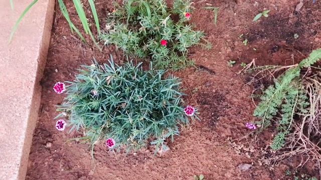 My Beautiful Perennial Flowers 💐They Comeback Every Year. смотреть онлайн