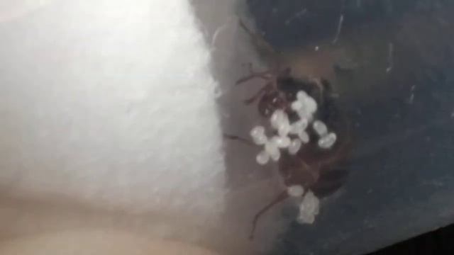 Матка lasius flavus и расплод смотреть онлайн