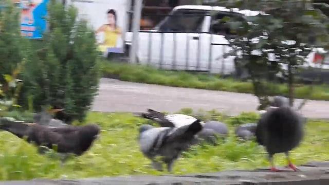 Сочинские голуби смотреть онлайн