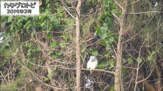 カタグロトビ Black-winged kite (Elanus caeruleus) смотреть онлайн