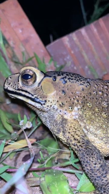 Perfect toad voice of animals #voice #viral #animal #life #sound #wildlife #video #shorts #pets смотреть онлайн