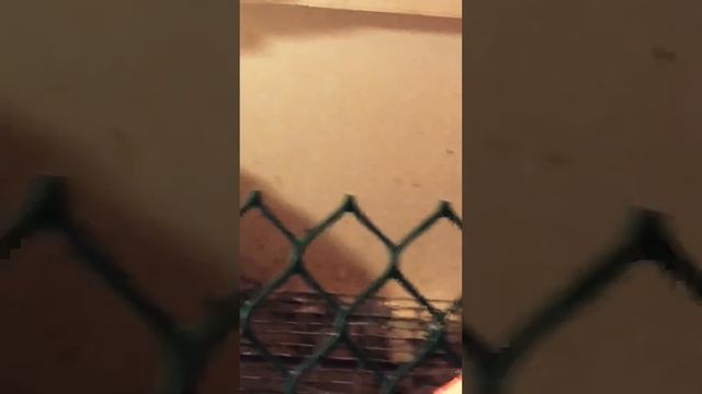Цыплята Кобб 500 14 дней смотреть онлайн