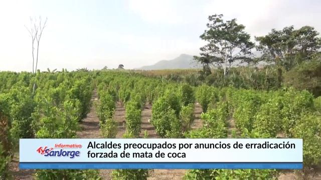 Alcaldes preocupados por anuncios de erradicación forzada de mata de coca смотреть онлайн