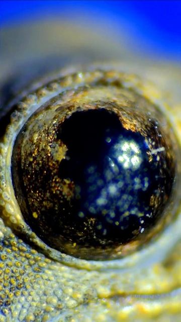 How a common geckos eye "Pupils" response to light смотреть онлайн