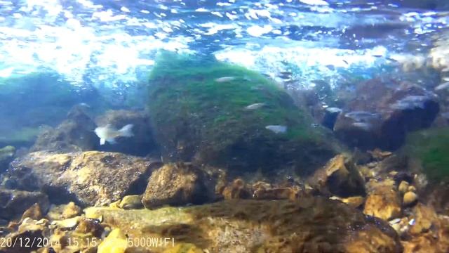 SJCam SJ5000WiFi short testing - Black Sea fishes 1080p 30fps смотреть онлайн
