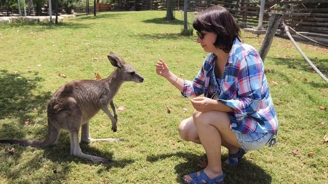 Один день в Gan Garoo Australian park. Израиль. смотреть онлайн