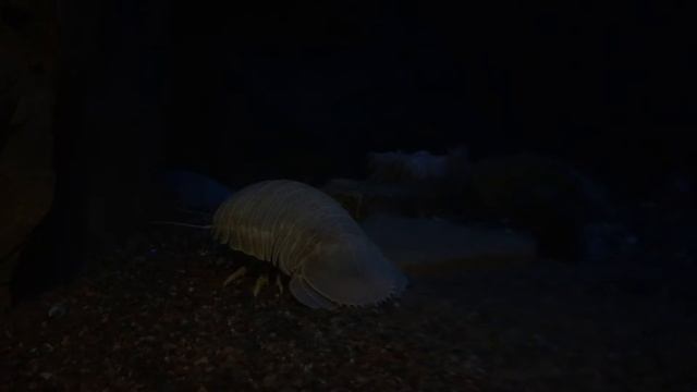 Deep Sea Lobster смотреть онлайн